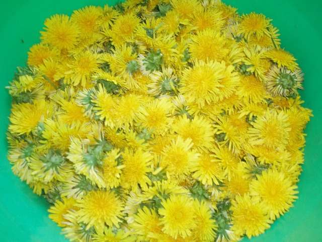 цветы одуванчика